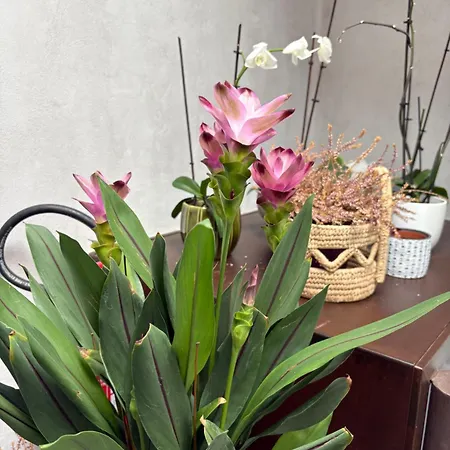 Al Cortile Del Seminario Apartmán